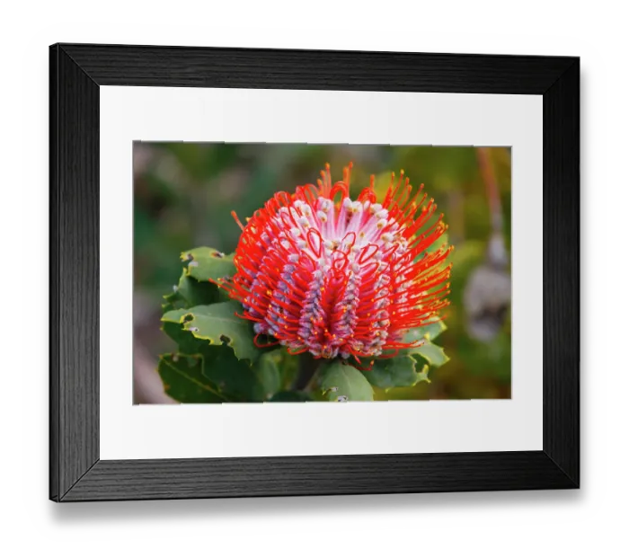 Framed Print : Banksia flower, Western Australia, Australia