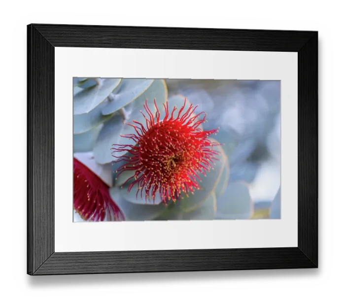 Framed Print : Pink flowering gum tree blossom - Perth, Western Australia