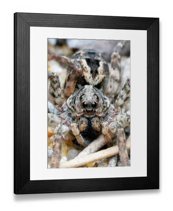 Framed Print : Wolf Spider
