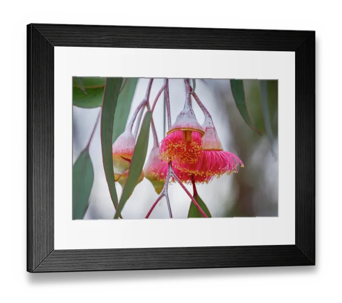 Framed Print : Pink flowering gum tree blossom - Perth, Western Australia