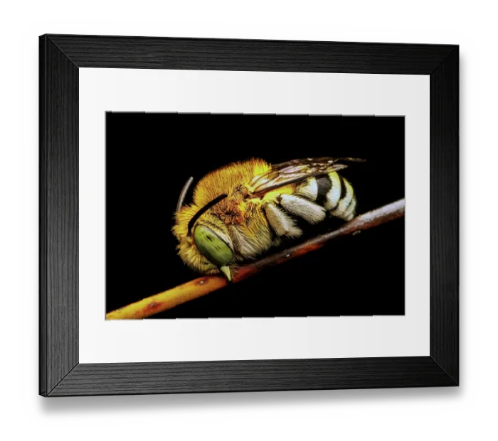 Framed Print : Blue Banded Bee resting for the night - Amegilla cingulata