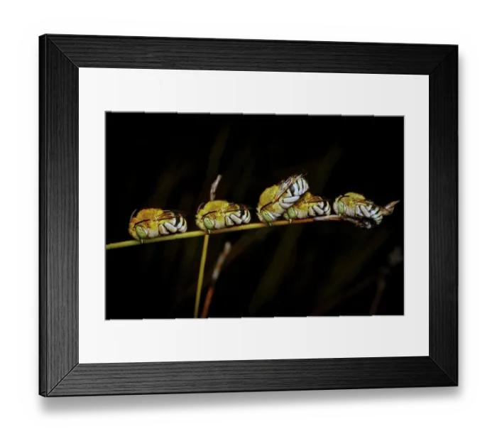 Framed Print : Five Blue Banded Bees roosting for the night - Amegilla cingulata