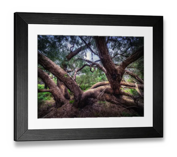 Framed Print : Braeside Park Wetlands, on a winter's day Framed Print : Braeside Park Wetlands, on a winter's day