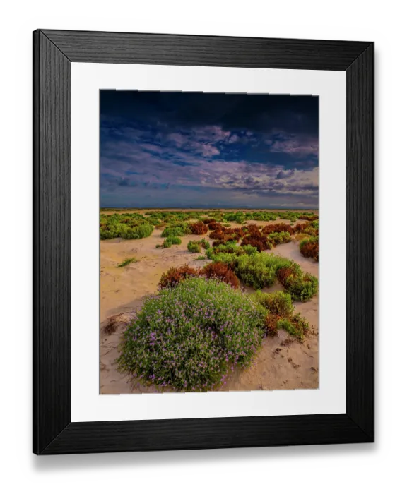 Framed Print : Encroaching sand and re-established vegetation on the Coastline at Cervantes Framed Print : Encroaching sand and re-established vegetation on the Coastline at Cervantes