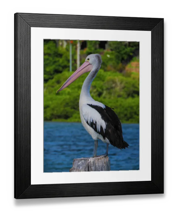 Framed Print : A gathering of Australian Pelicans Framed Print : A gathering of Australian Pelicans