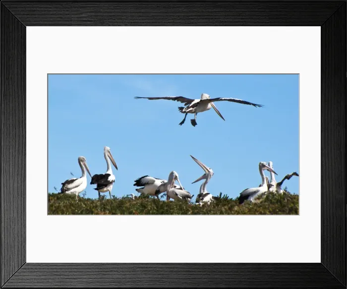 Framed Print : 151004255. Pelicans Framed Print : 151004255. Pelicans