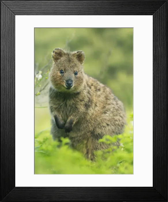 Framed Print : 187923443. Quokka, Rottnest Island, Western Australia Framed Print : 187923443. Quokka, Rottnest Island, Western Australia