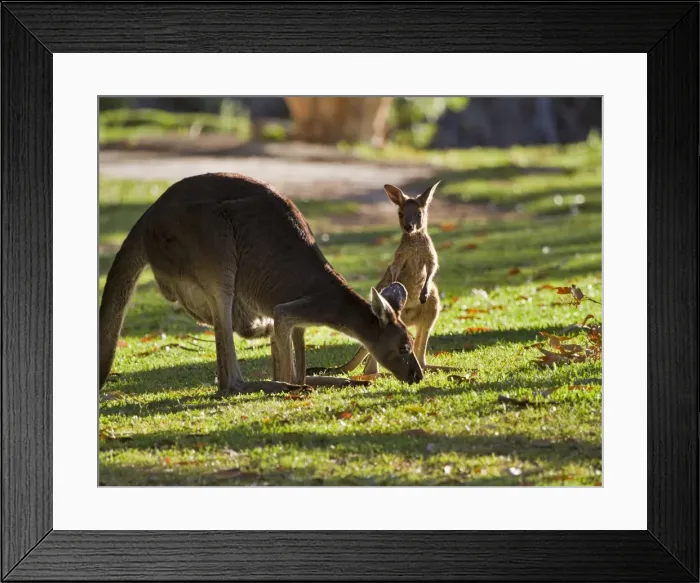 Framed Print : Western Grey Kangaroo female with Joey Framed Print : Western Grey Kangaroo female with Joey