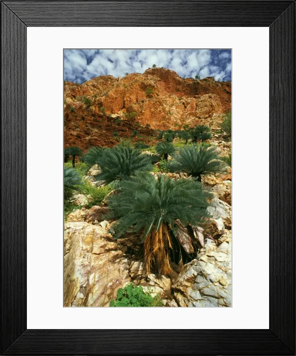 Framed Print : Cycads Carr Boyd Range