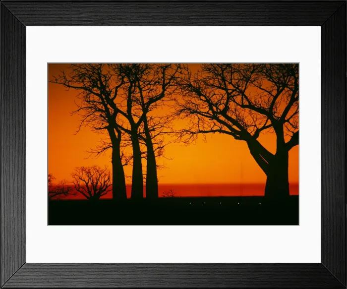 Framed Print : Boab Trees at Sunset Framed Print : Boab Trees at Sunset