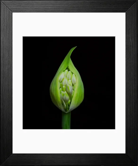 Framed Print : Agapanthus Bud Framed Print : Agapanthus Bud