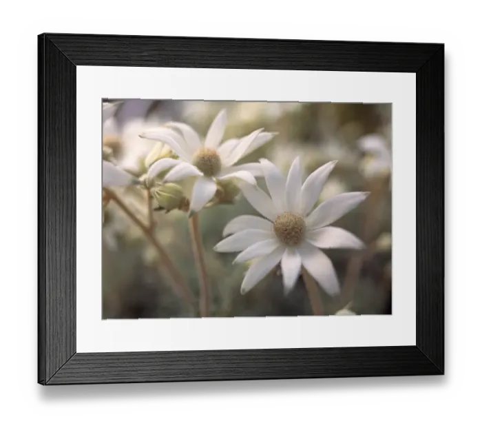 Framed Print : Flannel Flowers on burnt coastal bushland