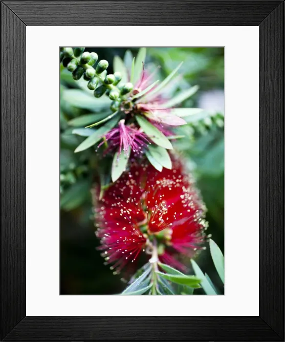 Framed Print : Crimson Bottlebrush Shrub Framed Print : Crimson Bottlebrush Shrub