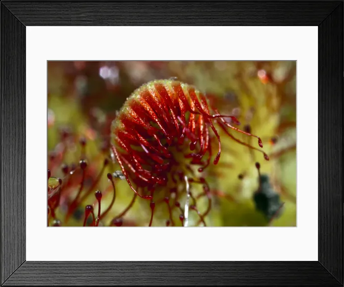 Framed Print : Pimpernel Sundew Leaf Framed Print : Pimpernel Sundew Leaf