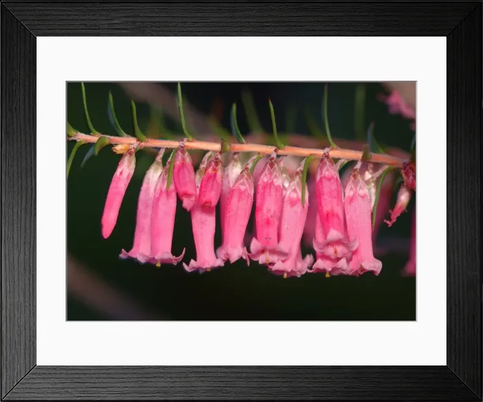 Framed Print : Coral Heath