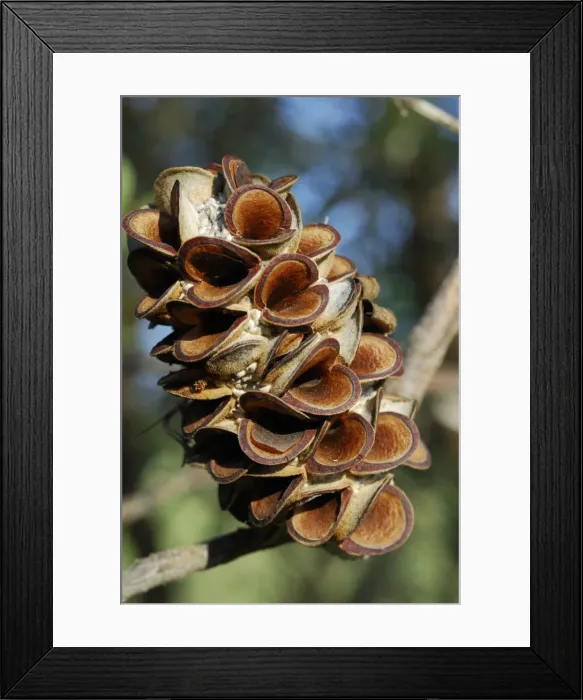 Framed Print : Silver Banksia Seed Head Framed Print : Silver Banksia Seed Head