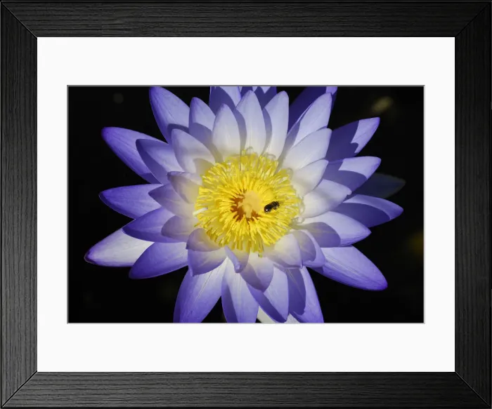 Framed Print : Blue Lily Flower