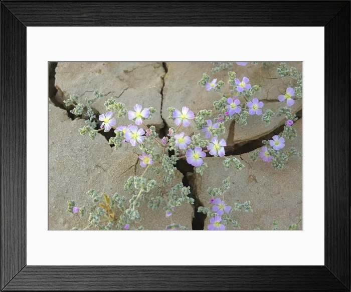 Framed Print : Wildflowers after winter rain
