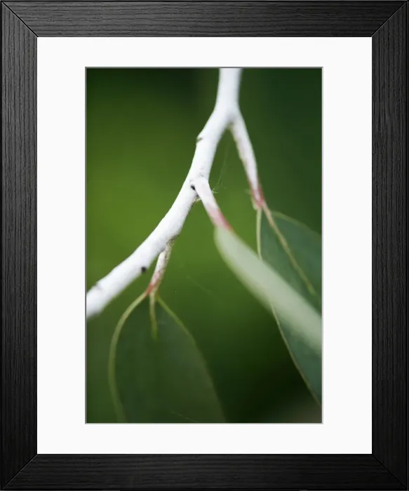 Framed Print : Eucalyptus Tree Framed Print : Eucalyptus Tree