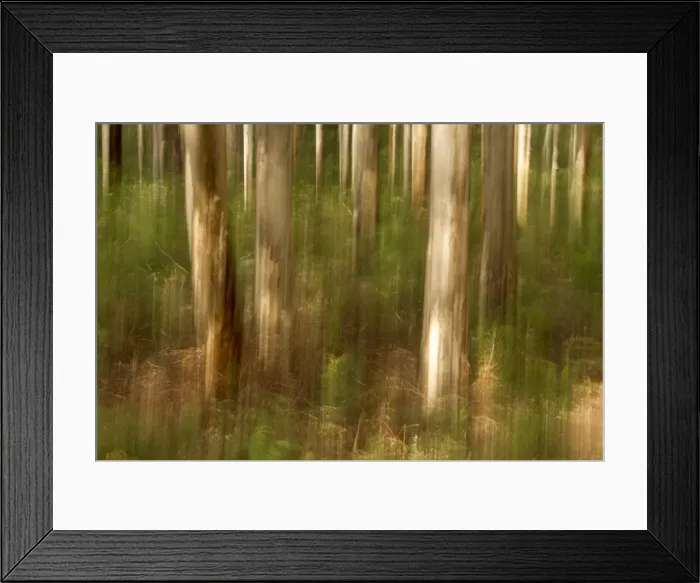 Framed Print : Tree trunk in woods Framed Print : Tree trunk in woods