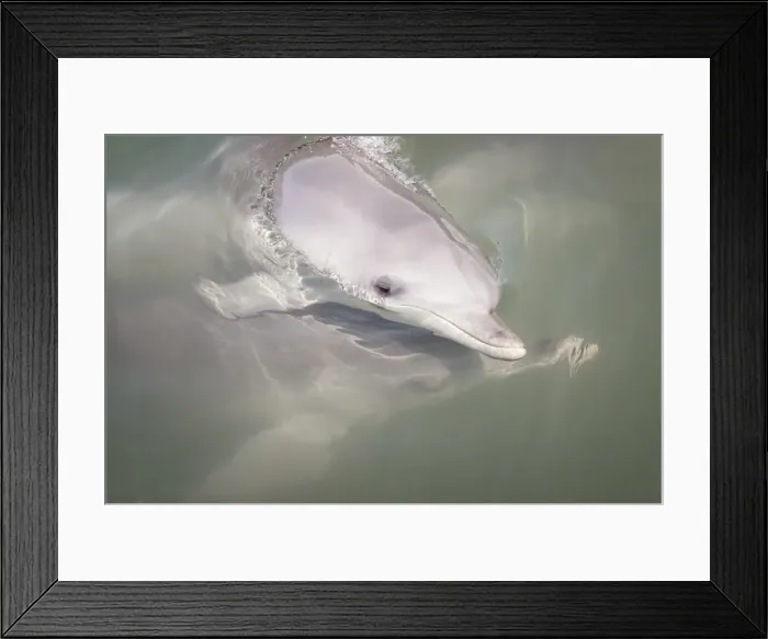Framed Print : Wild Bottle-nose dolphins