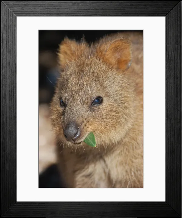 Framed Print : Quokka, rottnest island, AustrAFA Framed Print : Quokka, rottnest island, AustrAFA