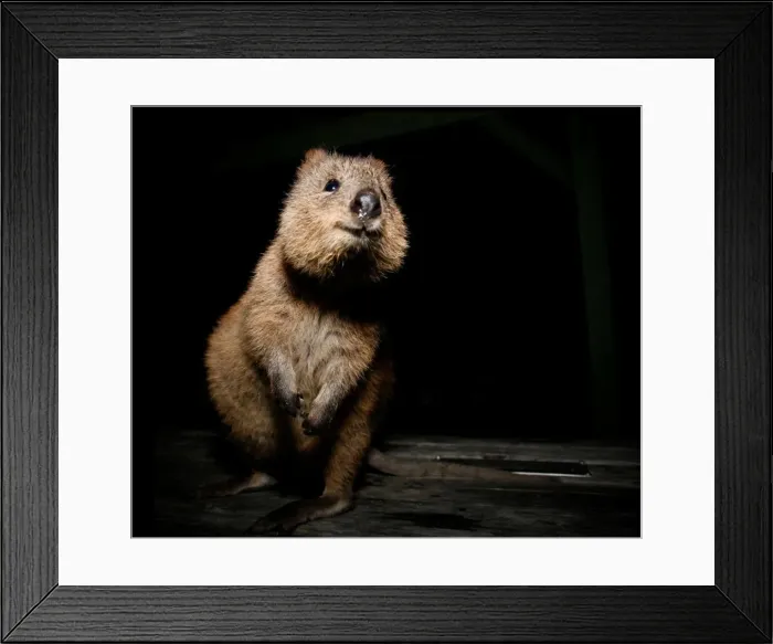 Framed Print : Quokka Framed Print : Quokka