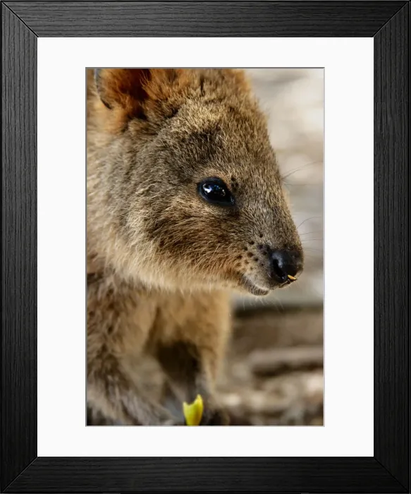 Framed Print : Quokka. Rottnest Island, Western Australia Framed Print : Quokka. Rottnest Island, Western Australia