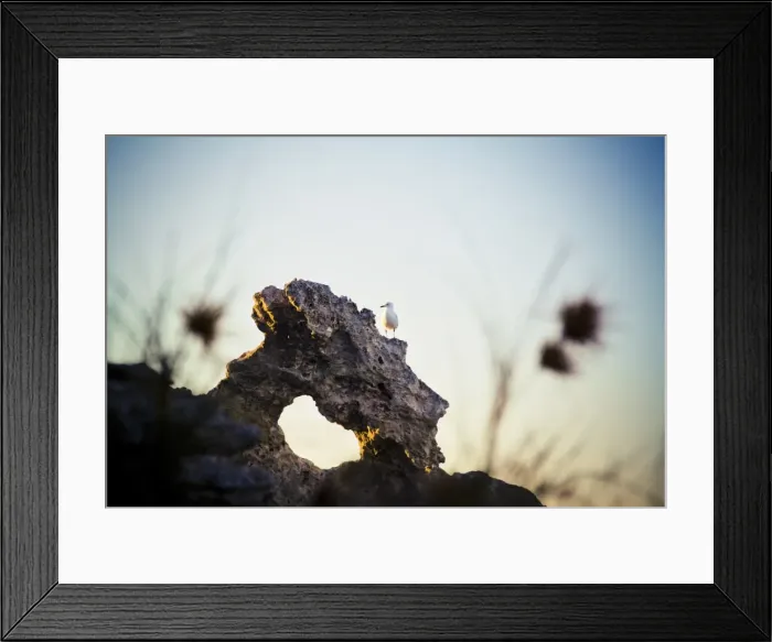 Framed Print : Waterfowl on rock Framed Print : Waterfowl on rock