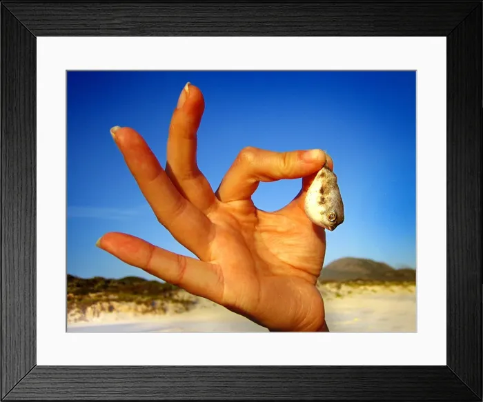 Framed Print : Tiny Puffer Fish held in Fingers