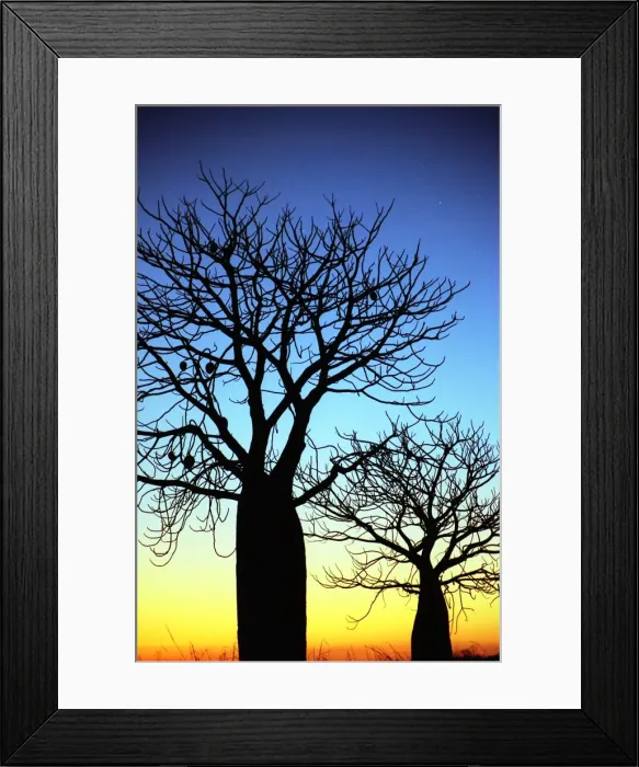 Framed Print : Baobab trees Framed Print : Baobab trees
