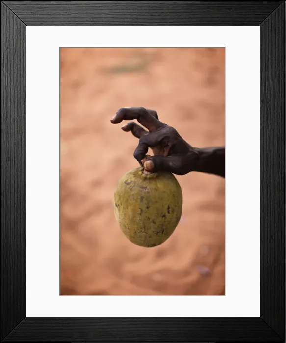 Framed Print : Hand holding a Boab Nut Framed Print : Hand holding a Boab Nut