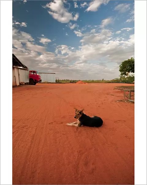 Red Dirt Dog - Broome WA