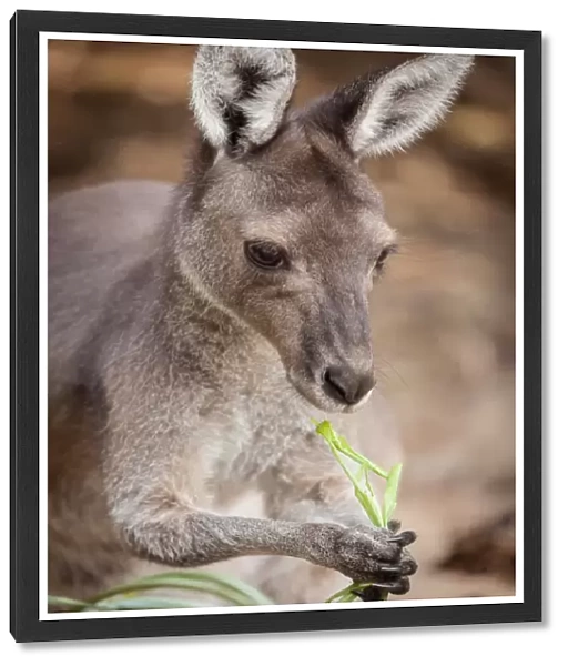 Kangoroo. Perth Zoo, PerthAustralia