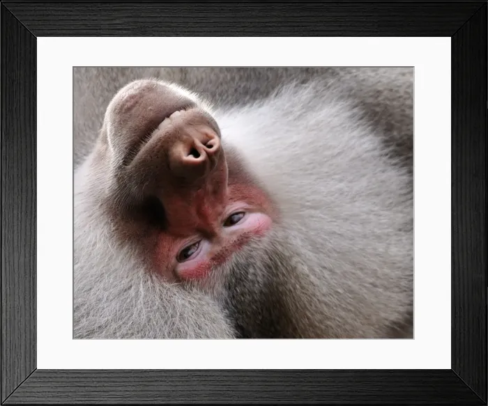 Framed Print : Baboon on its back staring into camera. Taken at Perth Zoo Framed Print : Baboon on its back staring into camera. Taken at Perth Zoo