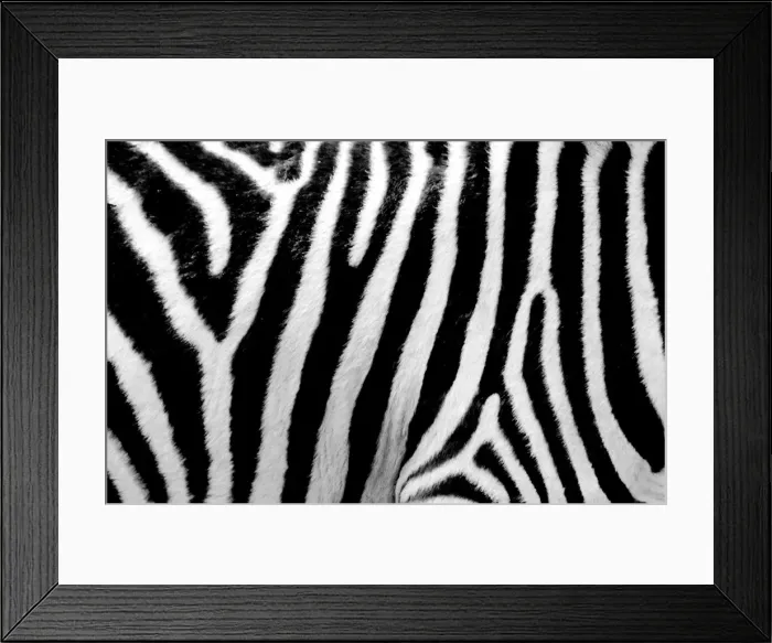 Framed Print : Zebra up close Framed Print : Zebra up close