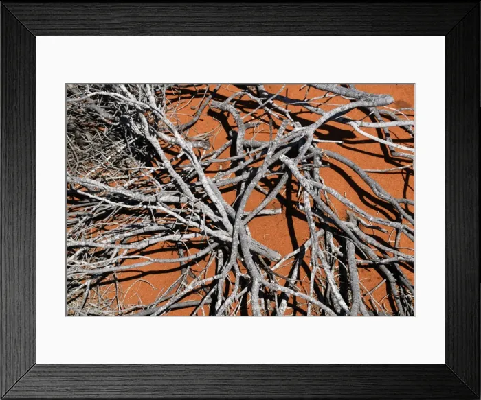 Framed Print : Dried-out, collapsed desert shrub, Shark Bay World Heritage Area, Western Australia, Australia Framed Print : Dried-out, collapsed desert shrub, Shark Bay World Heritage Area, Western Australia, Australia