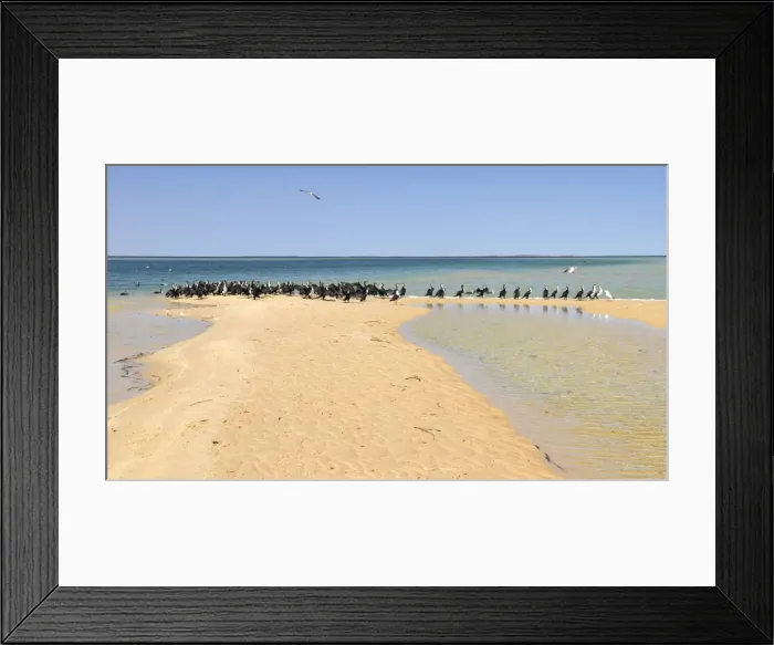 Framed Print : Cormorant colony (Phalacrocorax) on the beach, Monkey Mia, Shark Bay, Western Australia, Australia