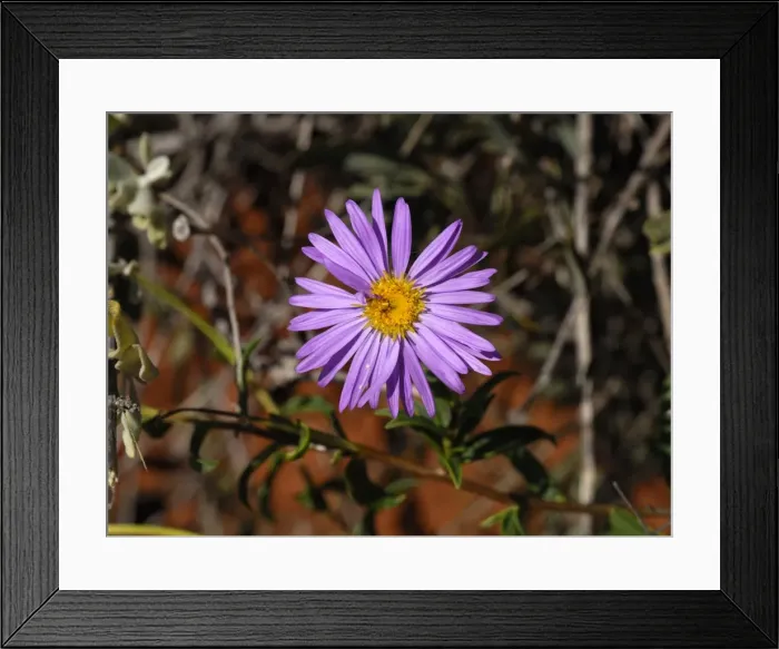 Framed Print : Shark Bay Daisy (Pembertonia latisquamea), Monkey Mia, Western Australia, Australia Framed Print : Shark Bay Daisy (Pembertonia latisquamea), Monkey Mia, Western Australia, Australia