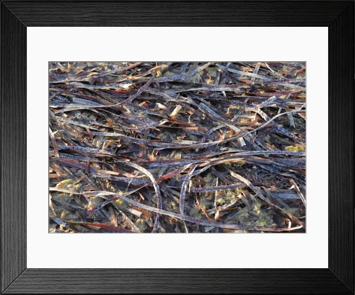 Framed Print : Seaweed washed ashore, evening light, Shark Bay World Heritage Area, Western Australia, Australia Framed Print : Seaweed washed ashore, evening light, Shark Bay World Heritage Area, Western Australia, Australia