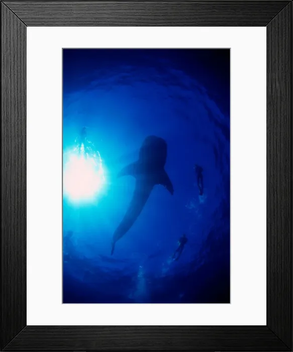 Framed Print : Whale Shark