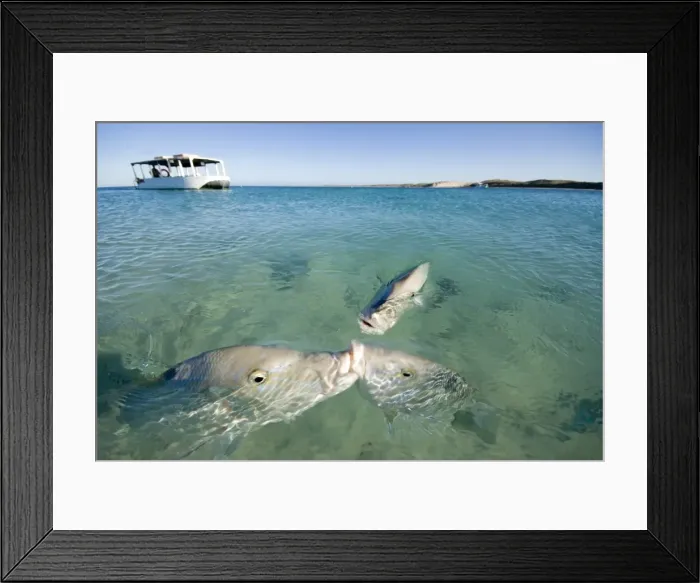 Framed Print : Coral Bay. Fish fighting over food, snapper three boat in background clear Framed Print : Coral Bay. Fish fighting over food, snapper three boat in background clear