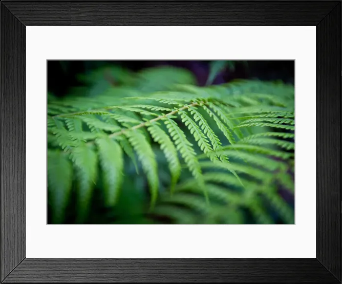 Framed Print : Green ferns Framed Print : Green ferns