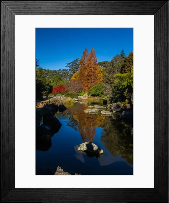 Framed Print : Mt Tomah Botannical Gardens
