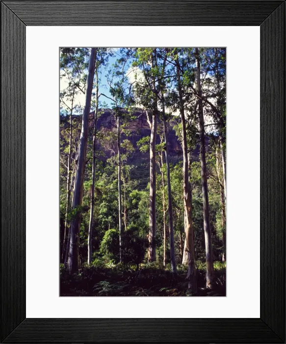 Framed Print : Blue gum forest