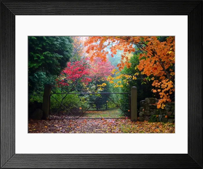 Framed Print : Autumn leaves & trees over gated driveway Framed Print : Autumn leaves & trees over gated driveway