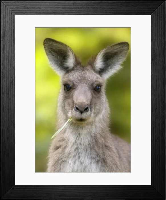Framed Print : Australian Grey Kangaroo Framed Print : Australian Grey Kangaroo