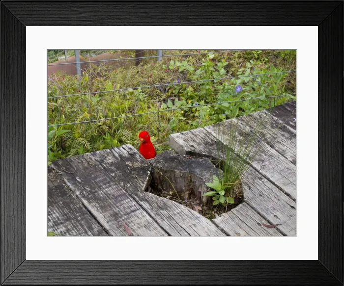 Framed Print : King Parrot Framed Print : King Parrot