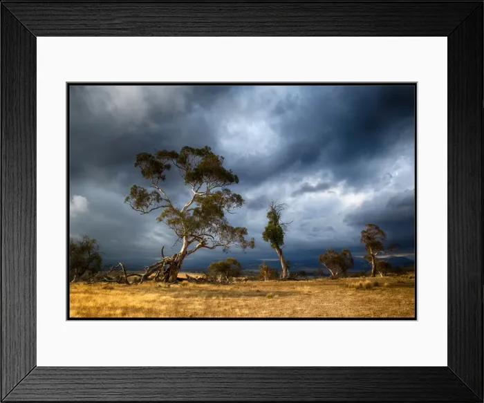Framed Print : Snowy River trees at sunset, Australian Alps