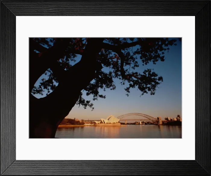 Framed Print : Tree near Sydney Harbor Framed Print : Tree near Sydney Harbor